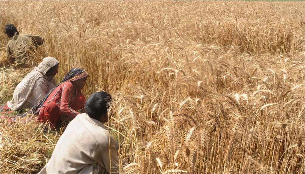 Pakistani farmers harvest their wheat cr