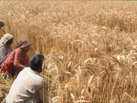 Pakistani farmers harvest their wheat cr