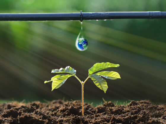 Initiating a Greener Future The Beginning of Drip Irrigation